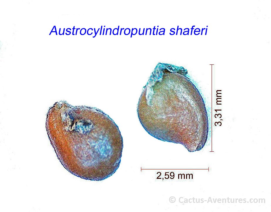 Austrocylindropuntia shaferi